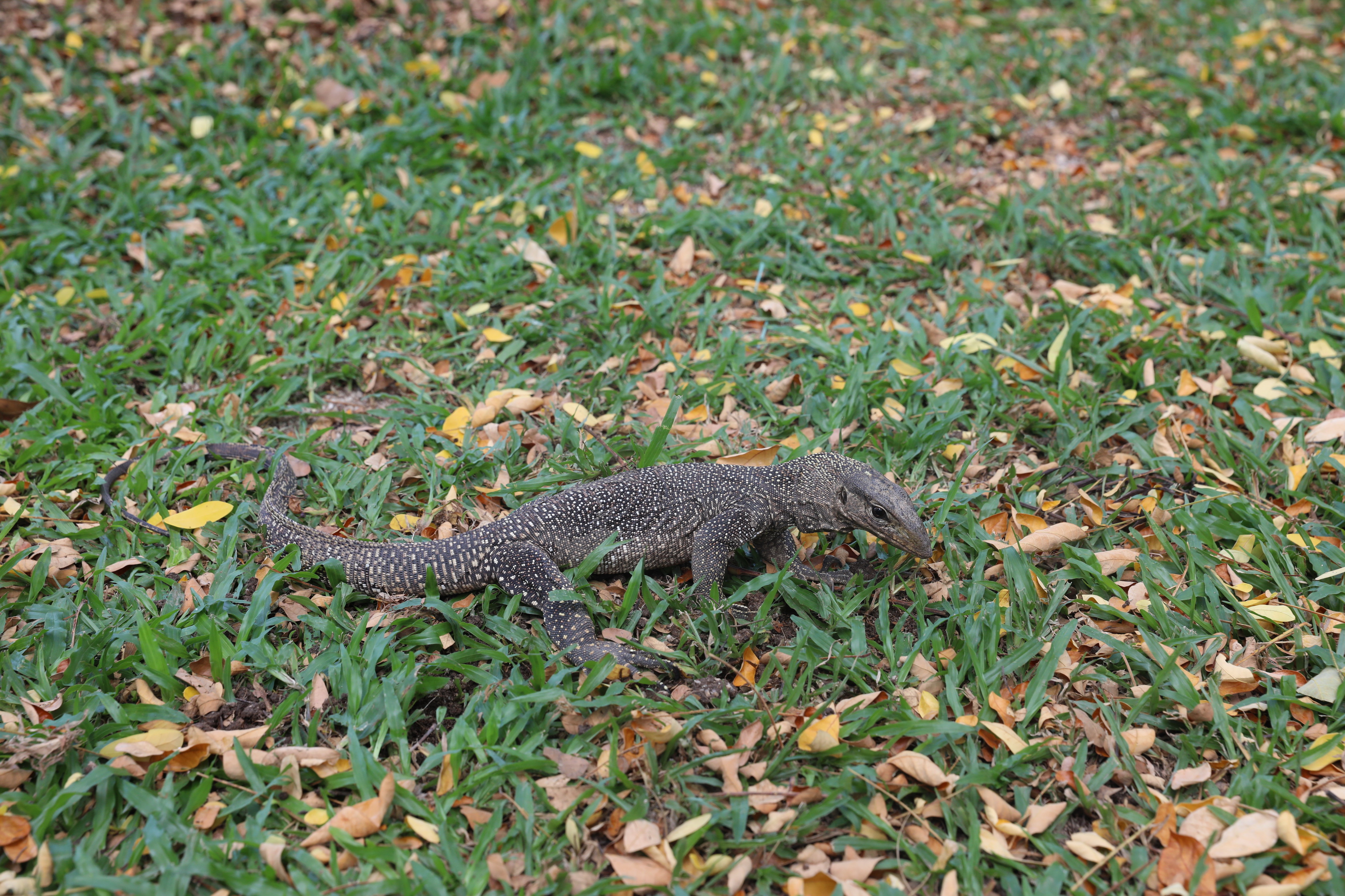 2020 02 03 15 05 32 Canon EOS 5D Mark IV 0031